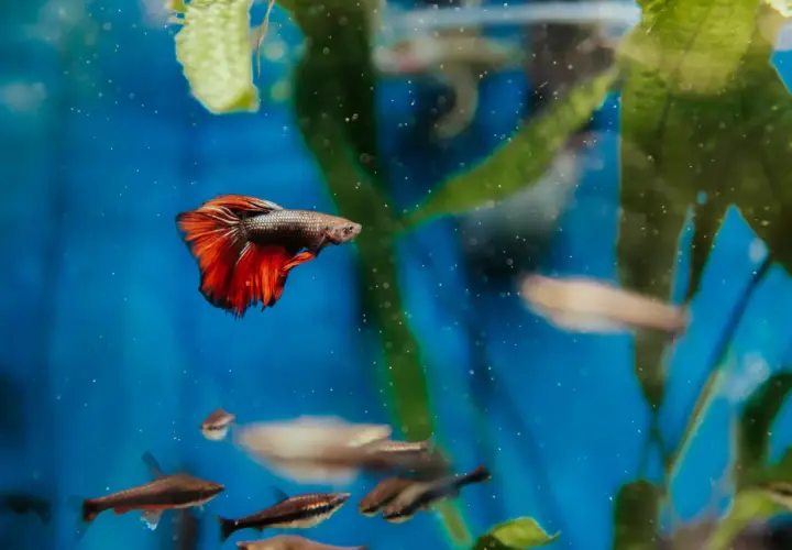 En kampfisk med röda fenor simmar i ett akvarium. Dess färger gör könsbestämning lätt.