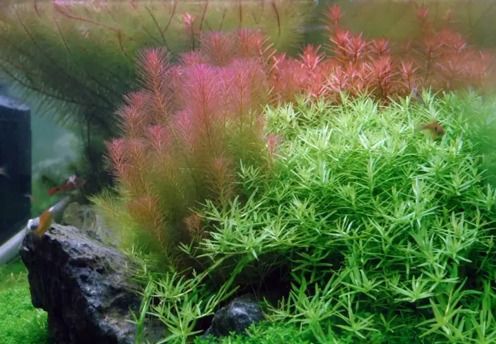 Rikligt med Rotala wallichii i akvariet, med både gröna och rödaktiga nyanser. Små fiskar simmar bland växterna.