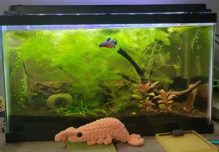En kampfisk simmar bland frodigt grönt vattenväxt, *Ceratophyllum demersum*, i ett akvarium.