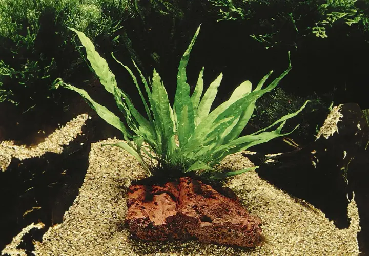Java fern växer frodigt från en rödaktig sten på en sandig botten i ett akvarium.