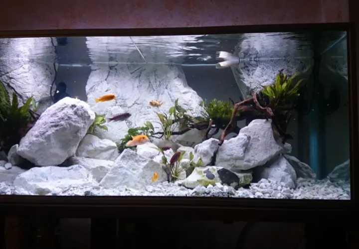 Fiskar simmar bland stora, vita stenar i ett akvarium. Lite mossa på stenarna ger en naturlig känsla.
