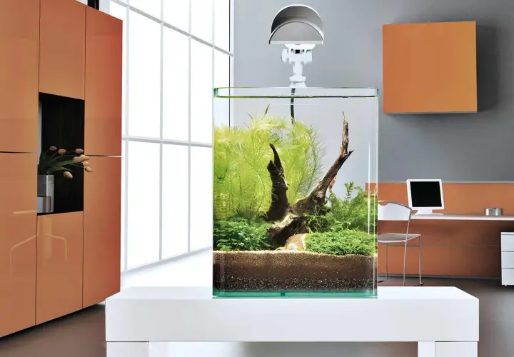 Ett stilrent litet akvarium med frodig grönska och drivved, placerat på ett vitt bord i ett modernt rum.