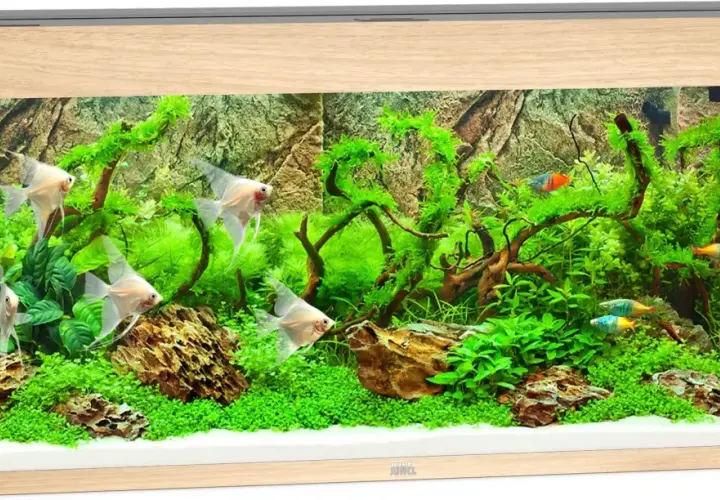 Ett vackert akvarium Juwel 240 liter med ljusa scalarer och färgglada småfiskar simmar bland frodig grönska och drivved.