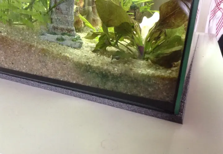 Akvariets botten med grus och växter. En liten bit fisk bajs syns nära en sten.