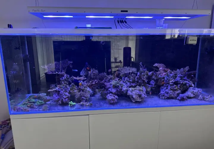 Ett akvarium med koraller och fiskar, inklusive en clownfisk och en kejsarfisk. En cleaner shrimp putsar stenarna.