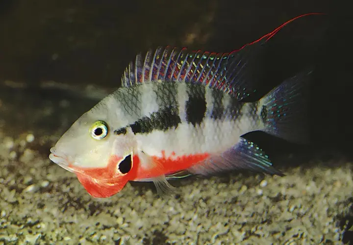 Färgglad fisk med röd strupe och svarta fläckar. Kanske trivs den i Linköpings vatten med rätt hårdhet.