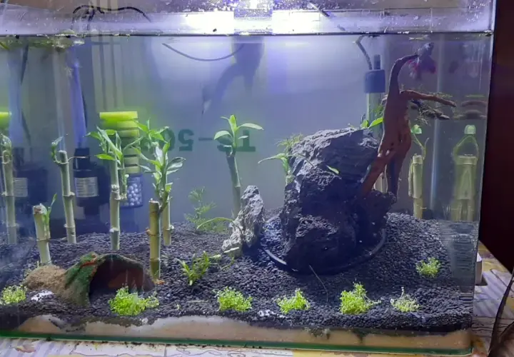 Akvarium med bambu, stenar och en fisk. Dracaena sanderiana växer i vattnet.