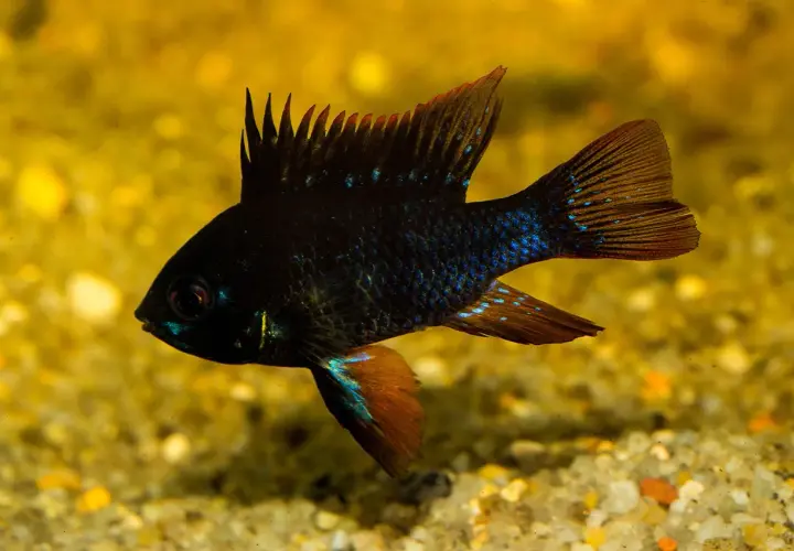 En mörk fisk med blå prickar simmar i ett akvarium med svarta alger.