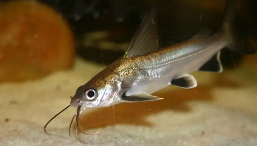 En silverfärgad bala shark simmar över sandbotten i ett akvarium, med sina långa skäggtömmar framför sig.