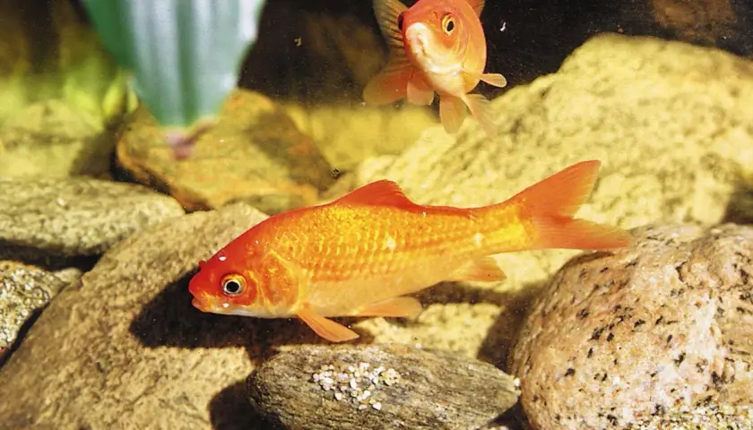 Två guldfiskar simmar i ett **golden fish tank** bland stenar och grus.