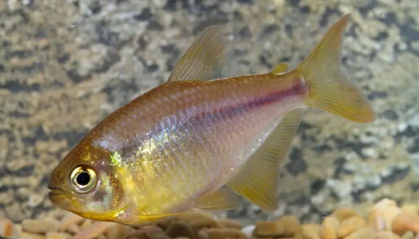 En citrontetra simmar i ett akvarium med grus och stenar. Fisken har en gulaktig kropp med en röd rand längs sidan.