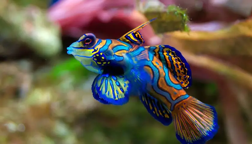 En färgglad box fish simmar i korallrev. Dess blå och orange mönster är som en levande målning.