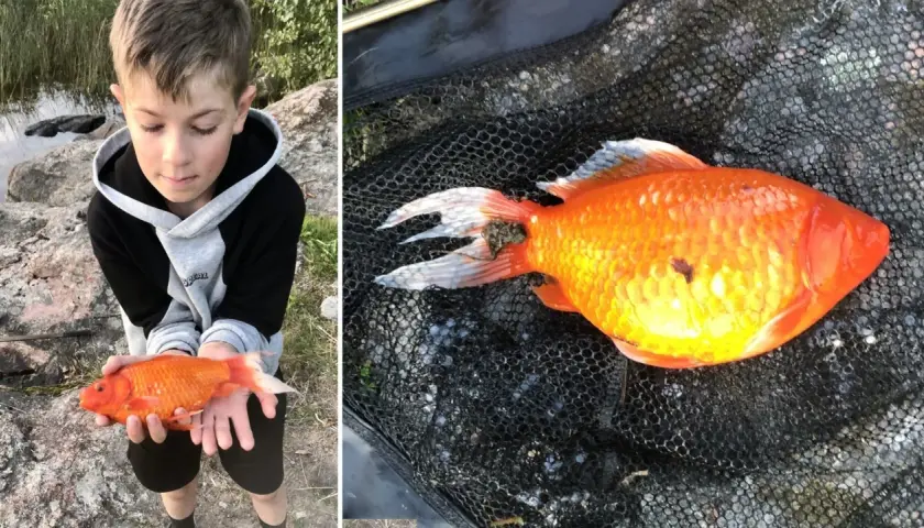 En pojke håller en orange guldfisk i händerna. En annan bild visar samma guldfisk i ett fiskenät, utan pump i skålen.