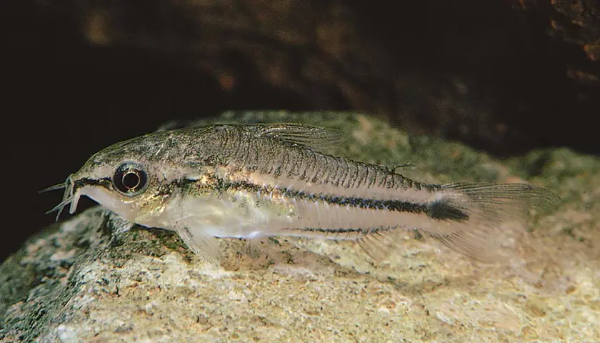 En liten pygmy corydoras simmar över en sten.