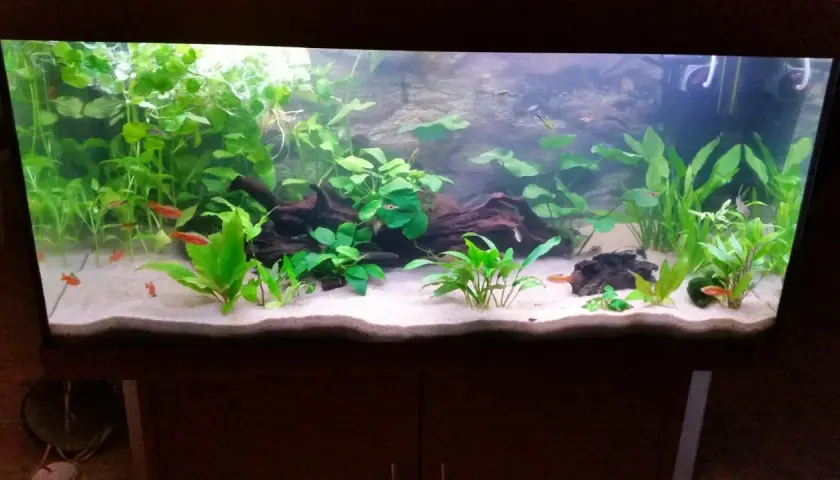 Akvarium med frodiga växter, småfiskar och vit sand. Baskarp sand ger en ren och naturlig känsla.