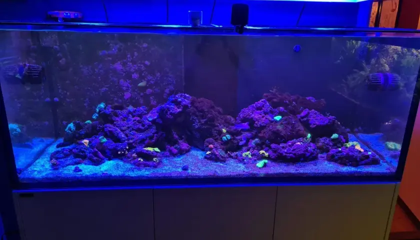 Ett vackert akvarium på 150 liter med koraller och stenformationer, belyst av blått ljus.