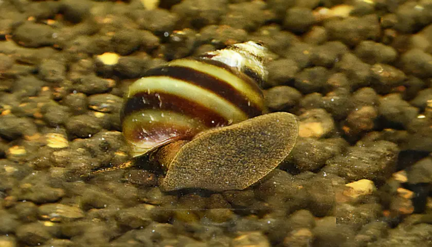 En randig snäcka, liknande en *Hydrocotyle leucocephala*, kryper på grusig botten i ett akvarium.