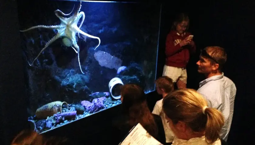 Familj tittar på en bläckfisk i ett akvarium med svart vatten.