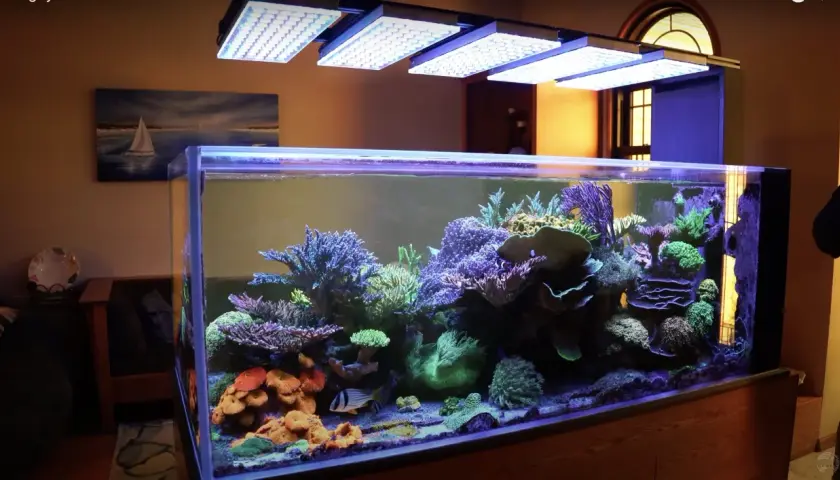 Ett 8 kantigt akvarium med färgstarka koraller och fiskar, belyst av LED-lampor.
