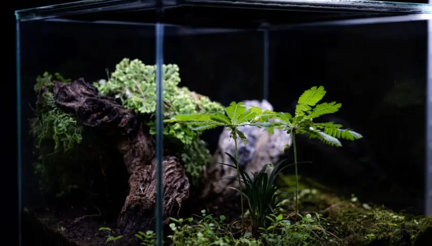 Ett litet, frodigt växtakvarium med mossa, en trädstam och gröna blad.