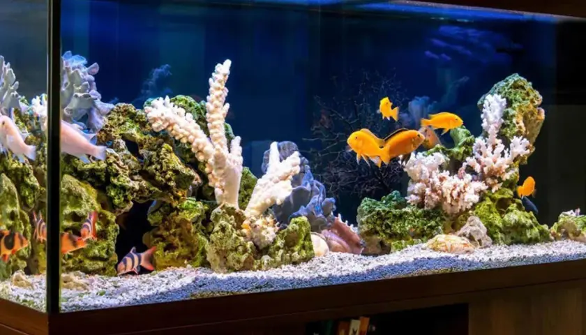 Fiskar simmar bland koraller och stenar i ett akvarium. Vissa fiskar är orange, andra randiga. Det ser ut som om de hjälper till att tvätta stenar.