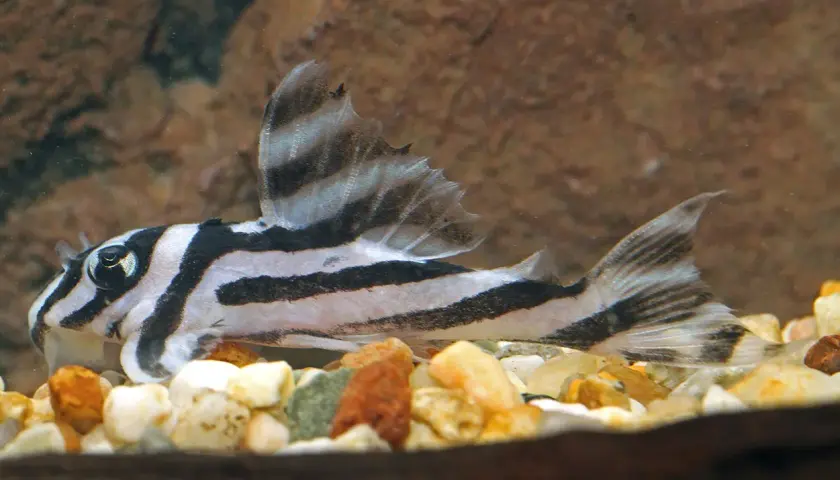 En clown pleco med distinkta svarta ränder simmar över en botten av småsten.