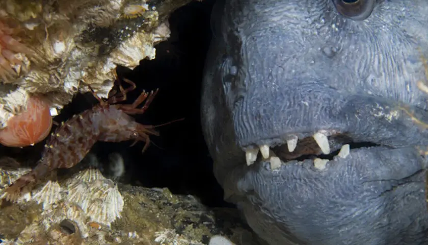 En räka kryper förbi en stor fisk med vassa tänder i en mörk undervattensgrotta.