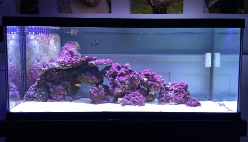 Ett akvarium med korallrev och fiskar. En clownfisk simmar bland lila koraller och en liten gul fisk syns också.