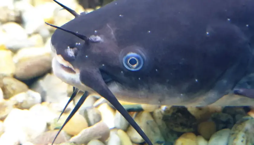 En närbild på en svart mal med sina karaktäristiska morrhår som sträcker sig ut. Fisken har ett intensivt blått öga och vilar på en botten av stenar.