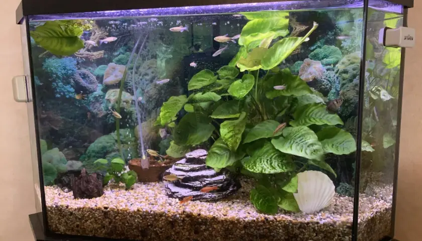 Ett vackert akvarium utan pump, fyllt med gröna växter, stenar och små fiskar som simmar runt.