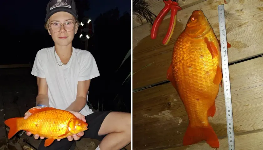 En pojke håller en stor guldfisk. Bredvid mäts fisken med en linjal, som visar att den är över 30 cm. Man kan verkligen undra hur stor kan en guldfisk bli!