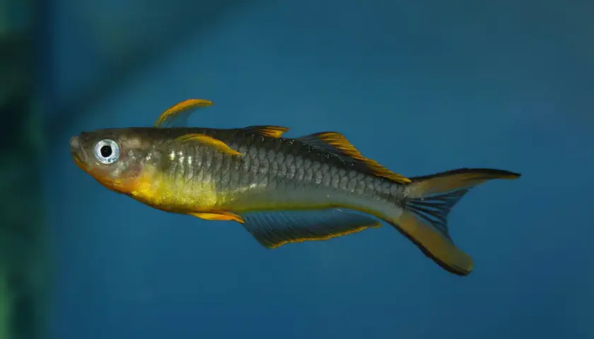 En gul och grå pseudomugil furcatus simmar i blått vatten.