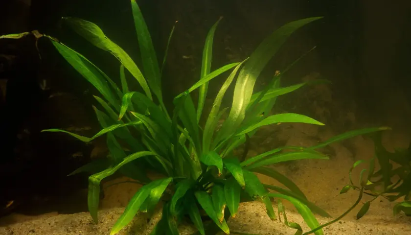 En frodig svärdplanta växer i akvariets sandbotten, dess långa, gröna blad sträcker sig mot ljuset.
