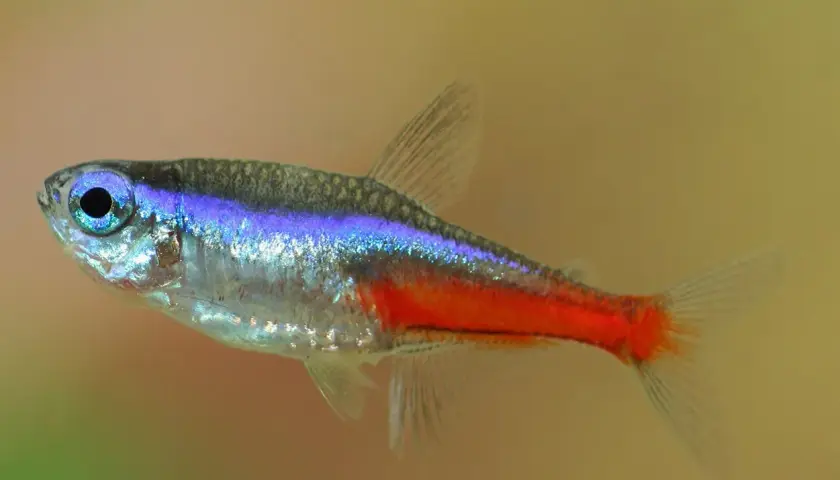 En neon tetra simmar i akvariet, dess blå och röda färger lyser mot den ljusa bakgrunden.