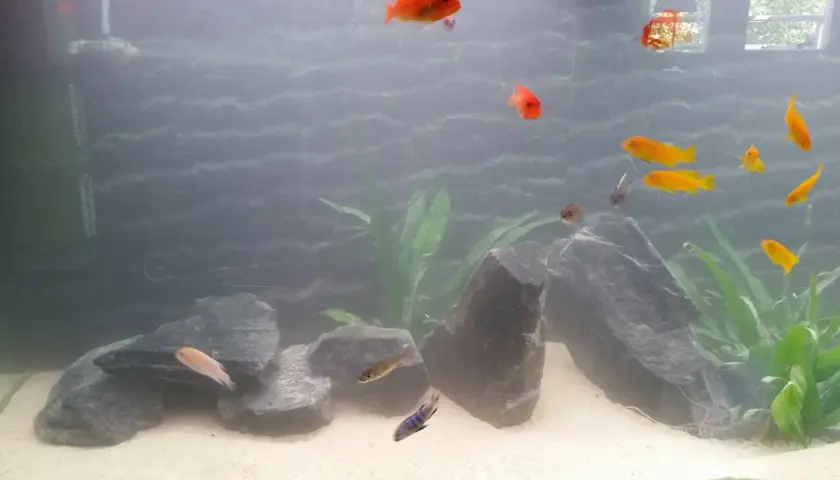 An aquarium with orange and yellow fish swimming among rocks and plants.
