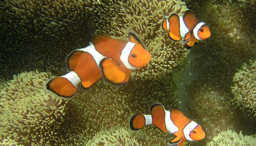 Tre clownfiskar simmar bland anemoner. De orangevita fiskarna trivs bland de mjuka tentaklerna, en vacker undervattensvärld där anemoner odla liv.