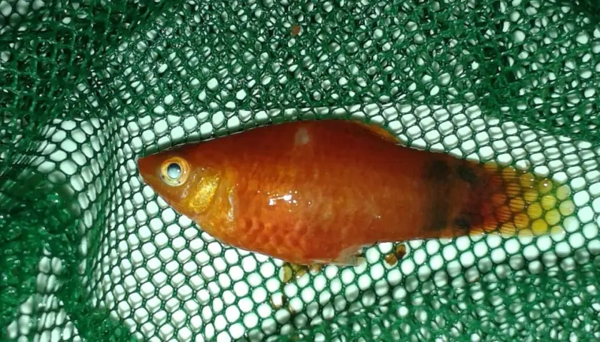 En orange platy i ett grönt nät. Fisken har en mörkare fläck på stjärten och verkar ha en platy temperatur.