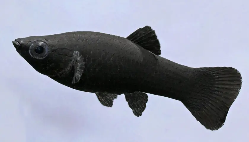 En ensam, kolsvart black molly fisk simmar fram med sina stora ögon.