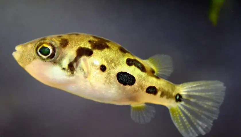 En guldfärgad pufferfisk med mörka fläckar simmar i akvariet.