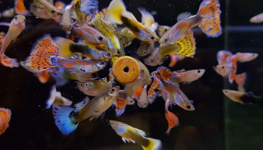 En stim av färgglada guppys samlas runt en matbit. En guppy sorter, som ser ut som en liten ring, är omgiven av fiskar med fladdrande fenor.