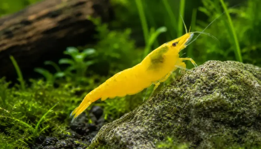 En klar gul räka, likt en liten nerite snail, klättrar på en mossig sten i ett akvarium.
