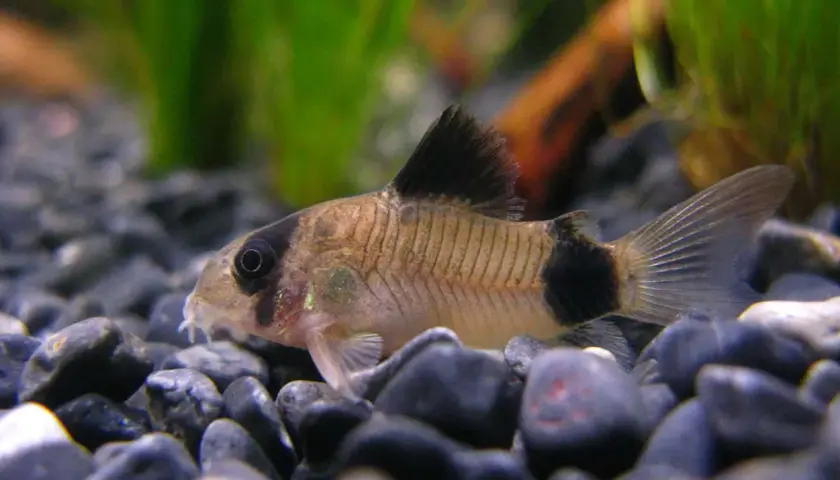 En panda pansarmal simmar bland stenar i ett akvarium.