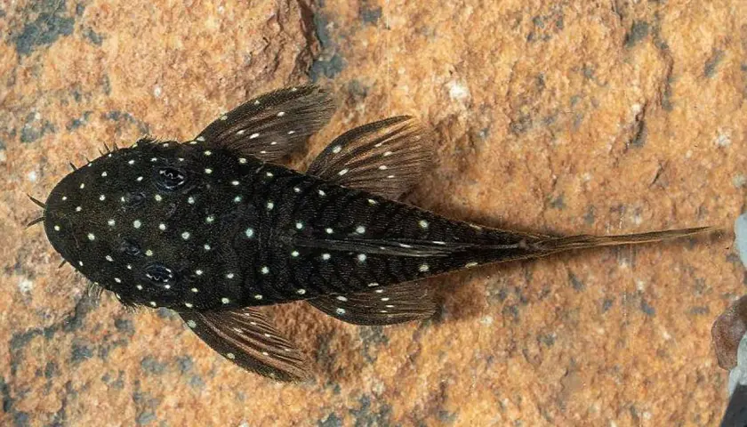 En prickig mal med vita prickar på mörk botten vilar på en sten.