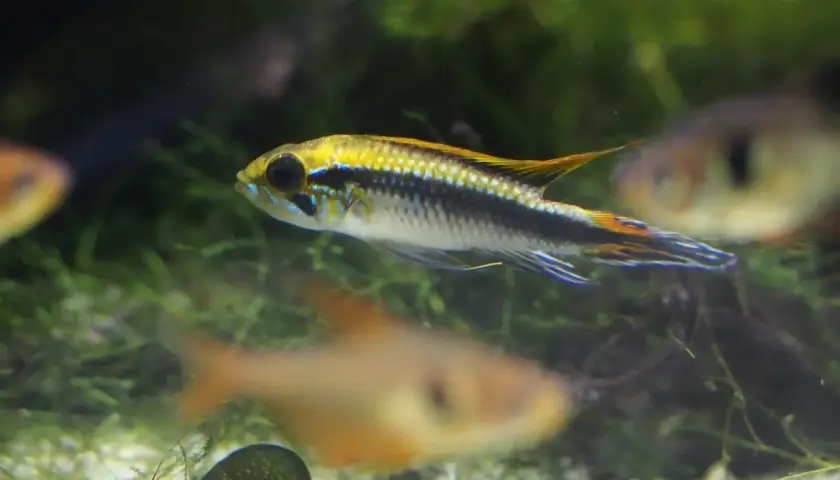 En regnbågsciklid simmar i ett akvarium med andra fiskar och grönska.