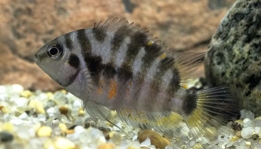 En sebracichlid simmar över grusig botten. Fisken har svarta och grå ränder, med inslag av orange.
