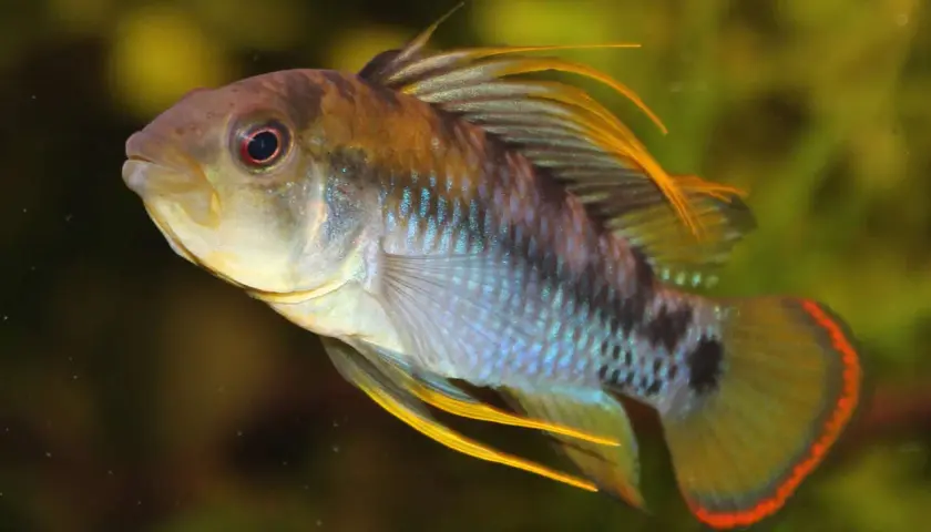 En vacker apistogramma baenschi med lysande blå fjäll och gula fenor simmar i akvariet.
