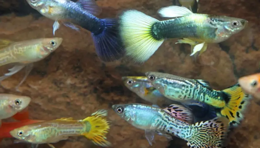 Färgglada guppys simmar i akvariet, trivs i rätt guppy temperatur.