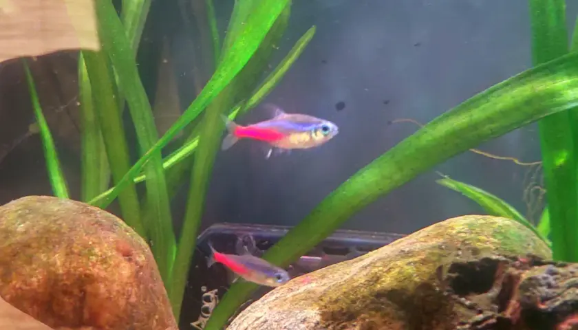 Två neontetror simmar bland gröna växter och stenar i ett akvarium. En av fiskarna har en intensiv neonsjukan-liknande färg.