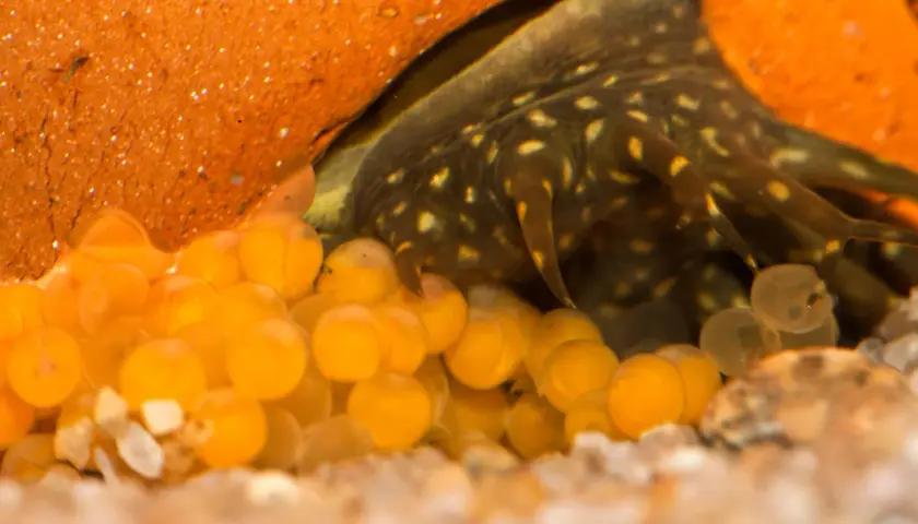 En vuxen Ancistrus vaktar sina orange ägg i ett grovt, orange gömställe. Några yngel syns redan i de genomskinliga äggen.