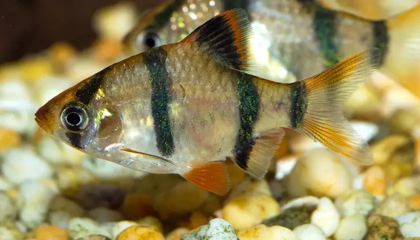 En cherry barb simmar över grus. Fisken har svarta ränder och skimrande gröna prickar.
